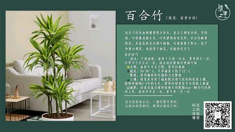 白合竹|百合竹 (護理, 特徵, 象徵意義, 圖片)